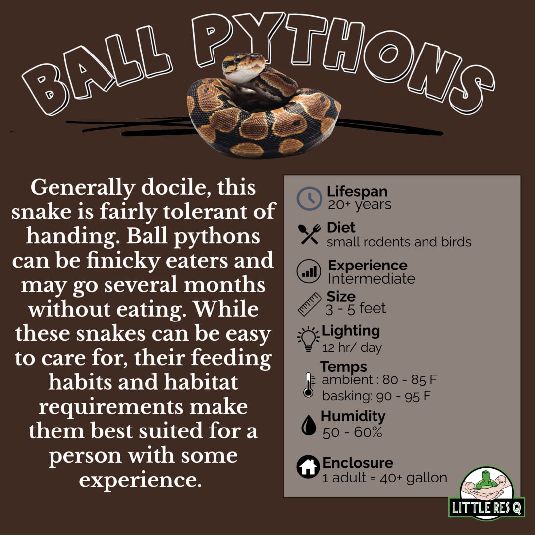 Ball Python
