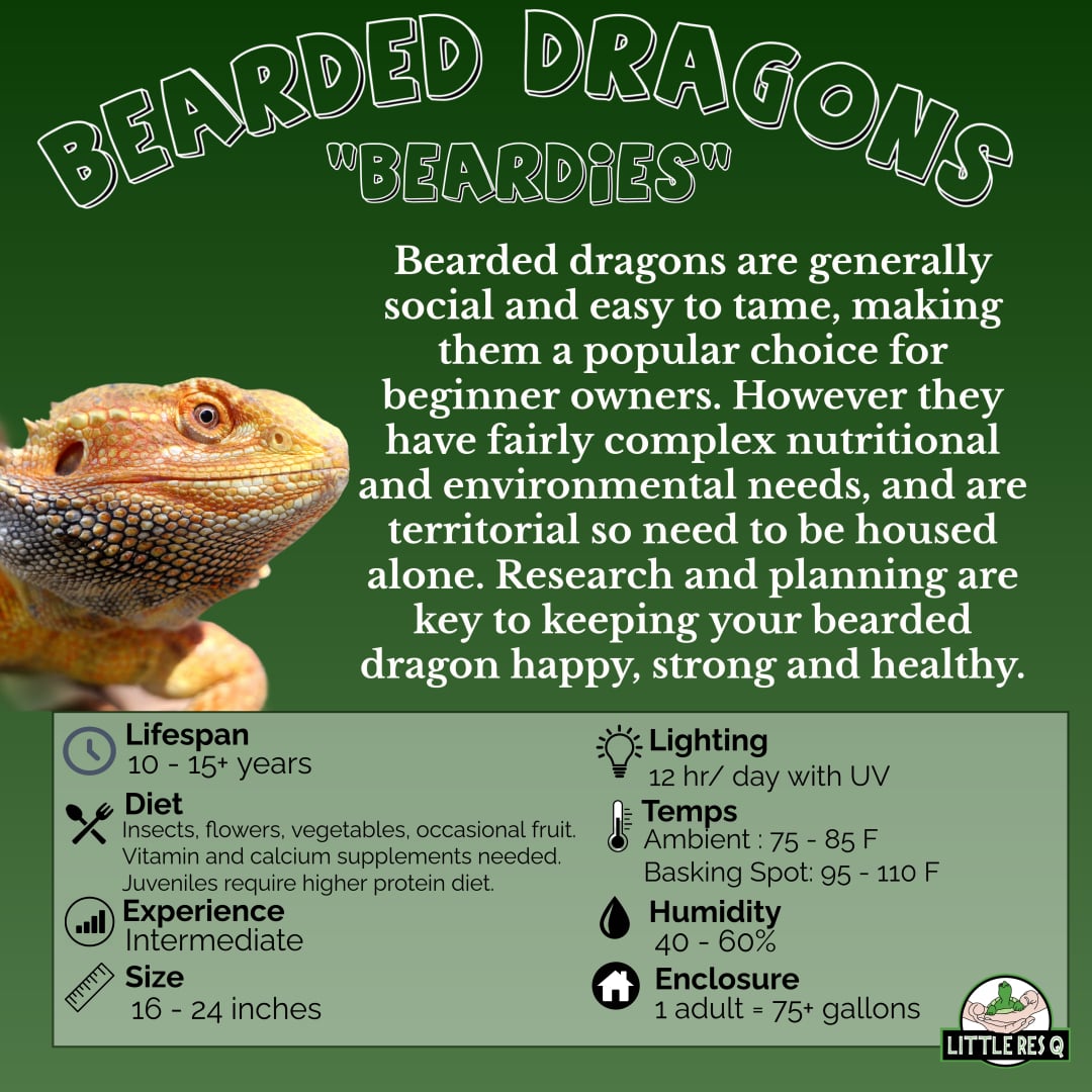 Bearded Dragons