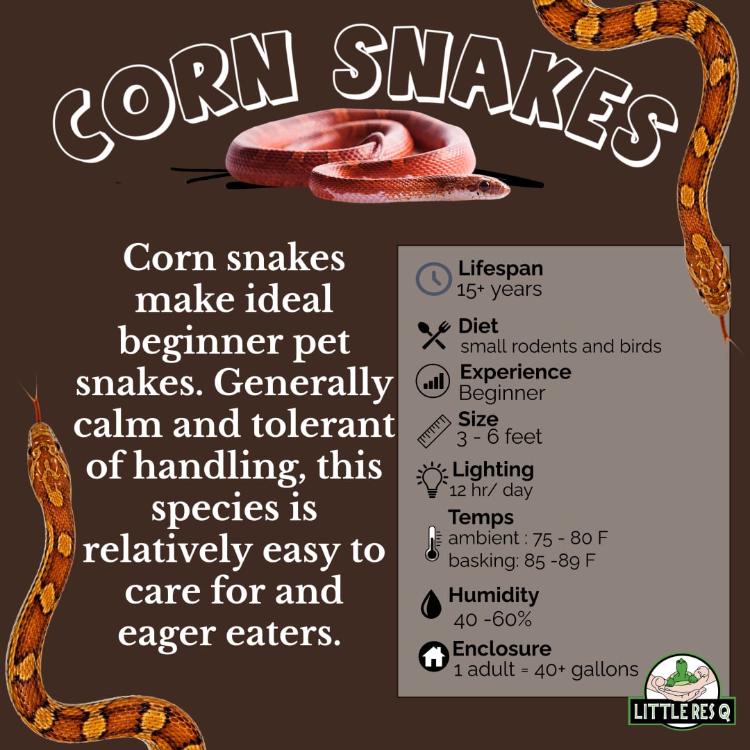 Corn Snakes