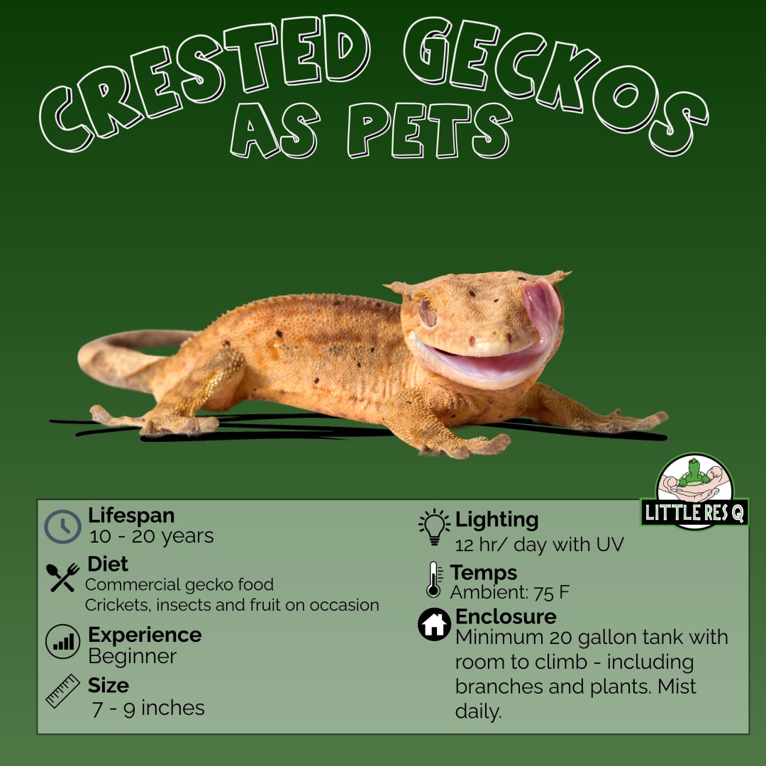 Crested Geckos