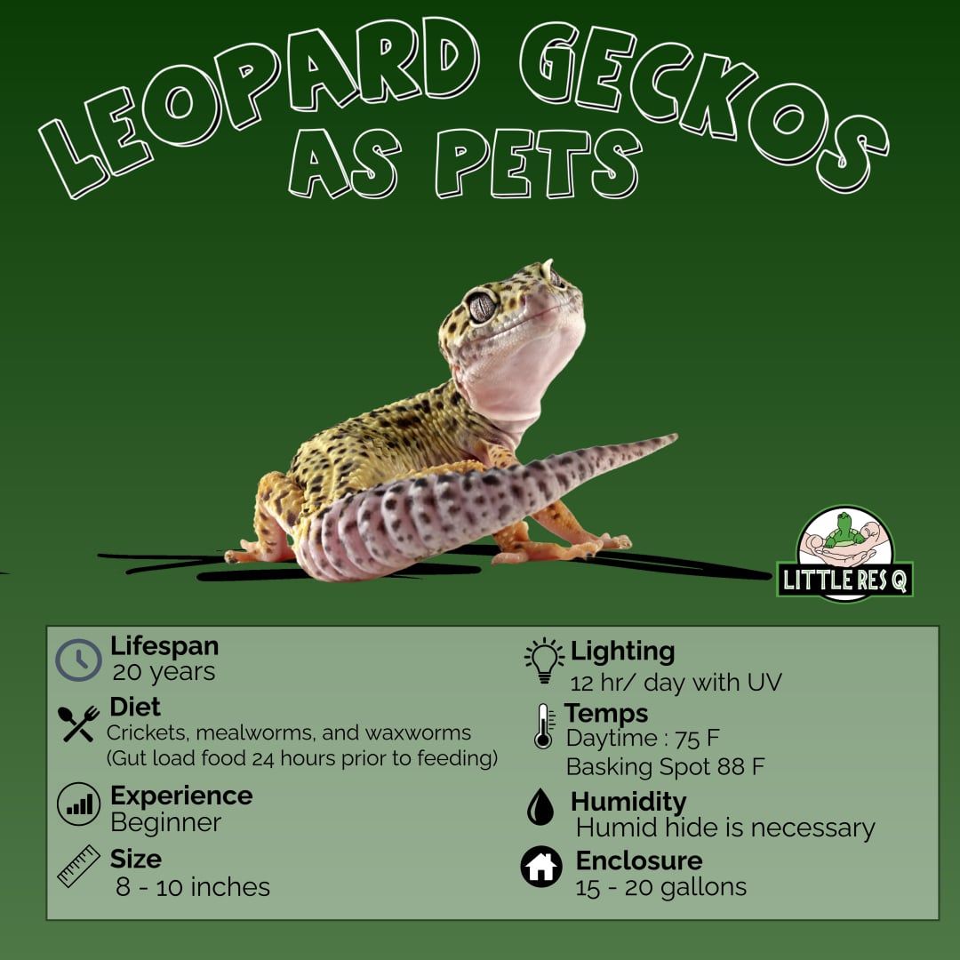 Leopard Gecko