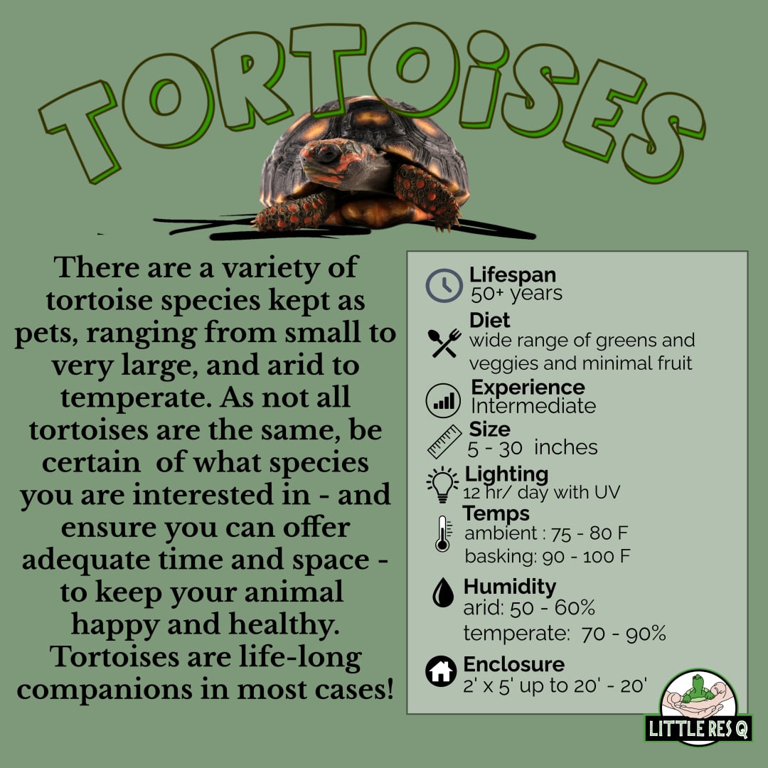 Tortoise