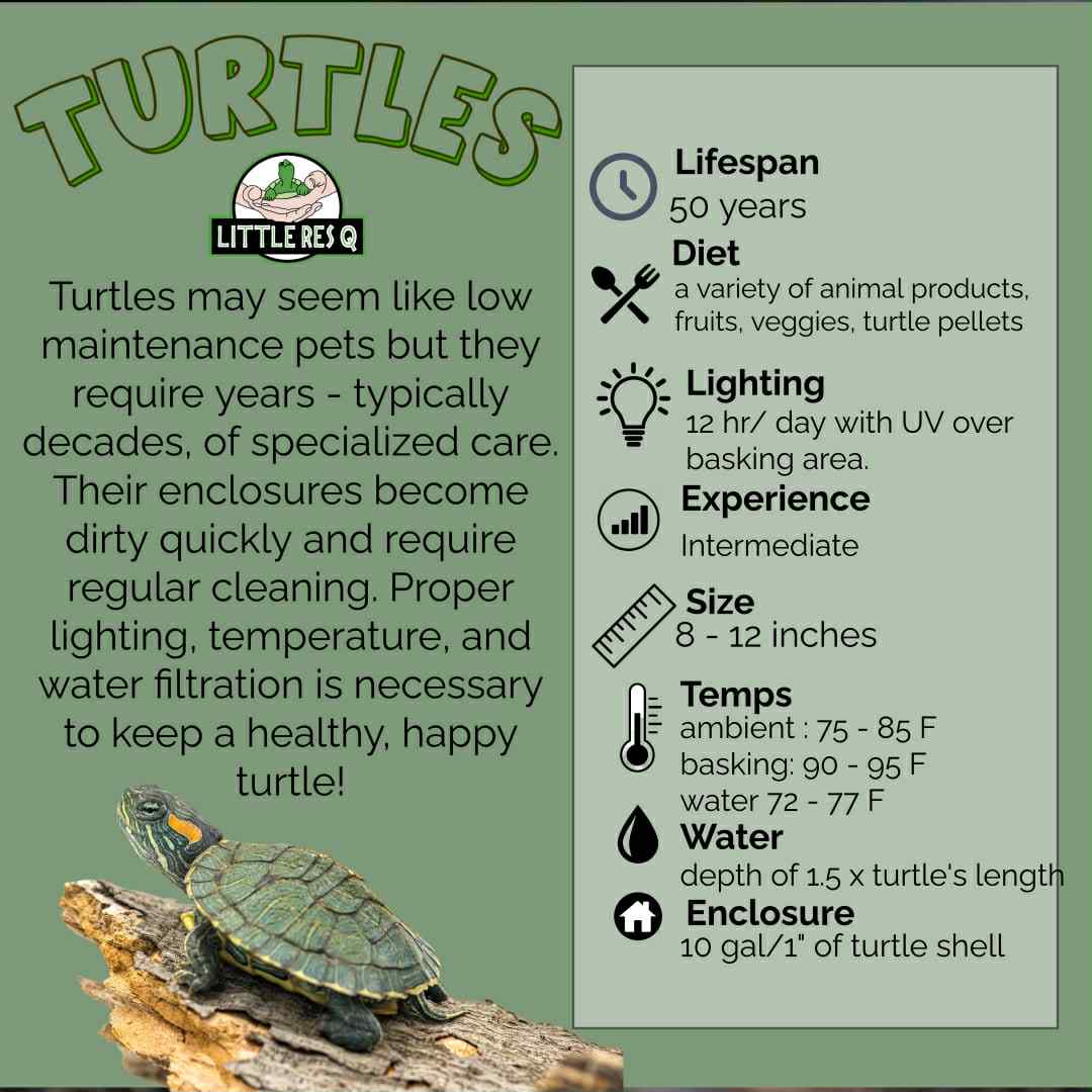 Turtles