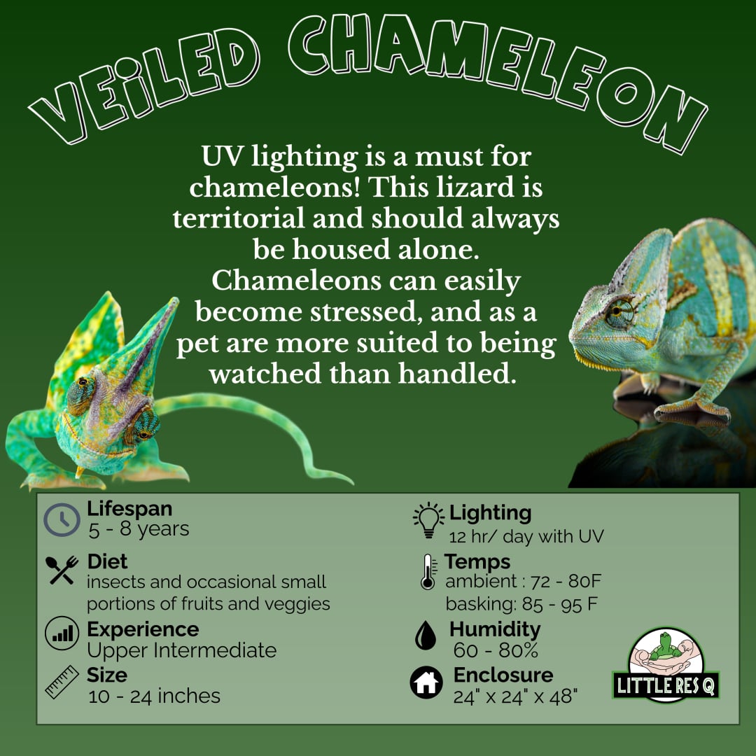 Veiled Chameleon