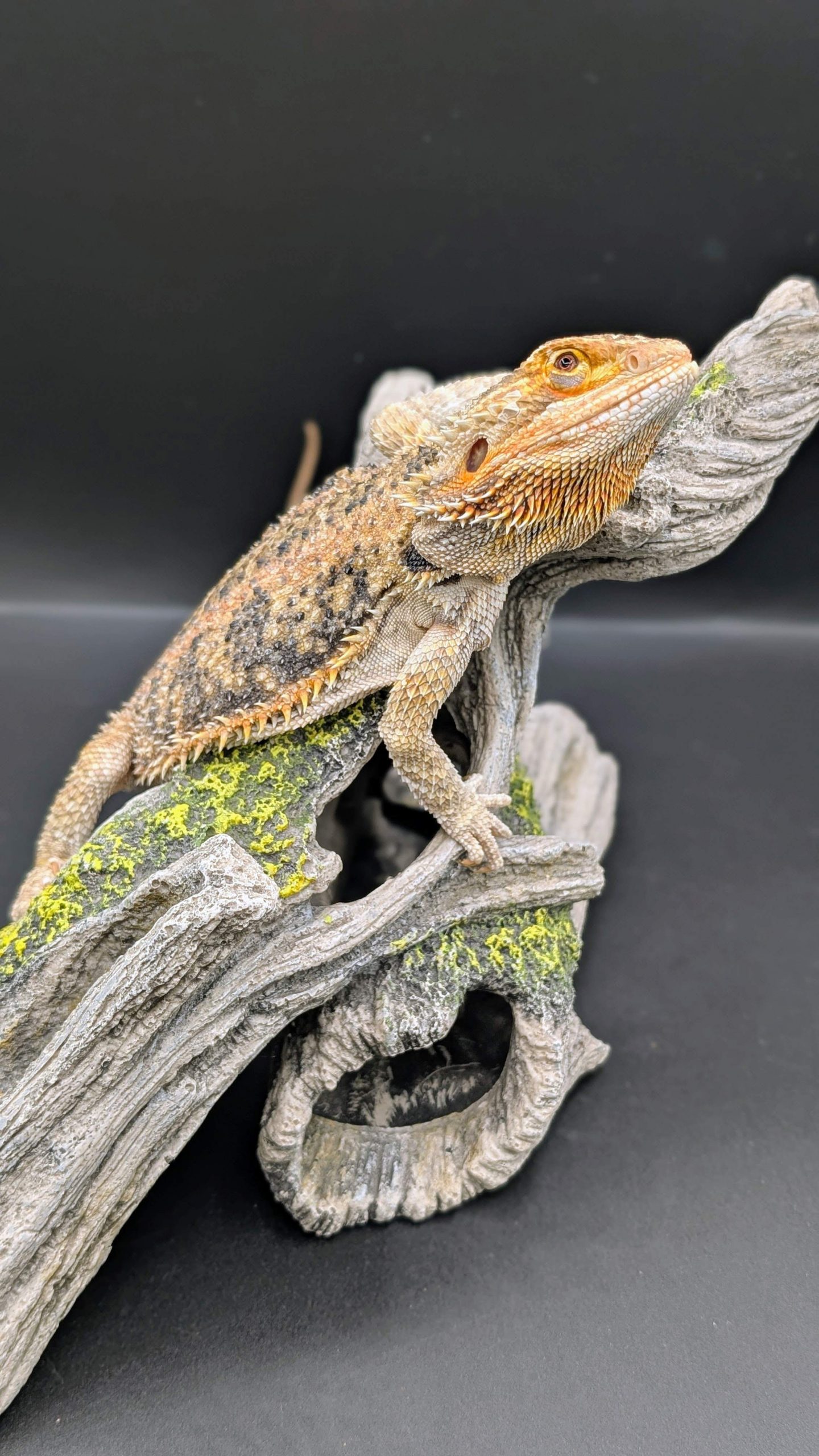 PXL_20260217_152709178.PORTRAIT~2