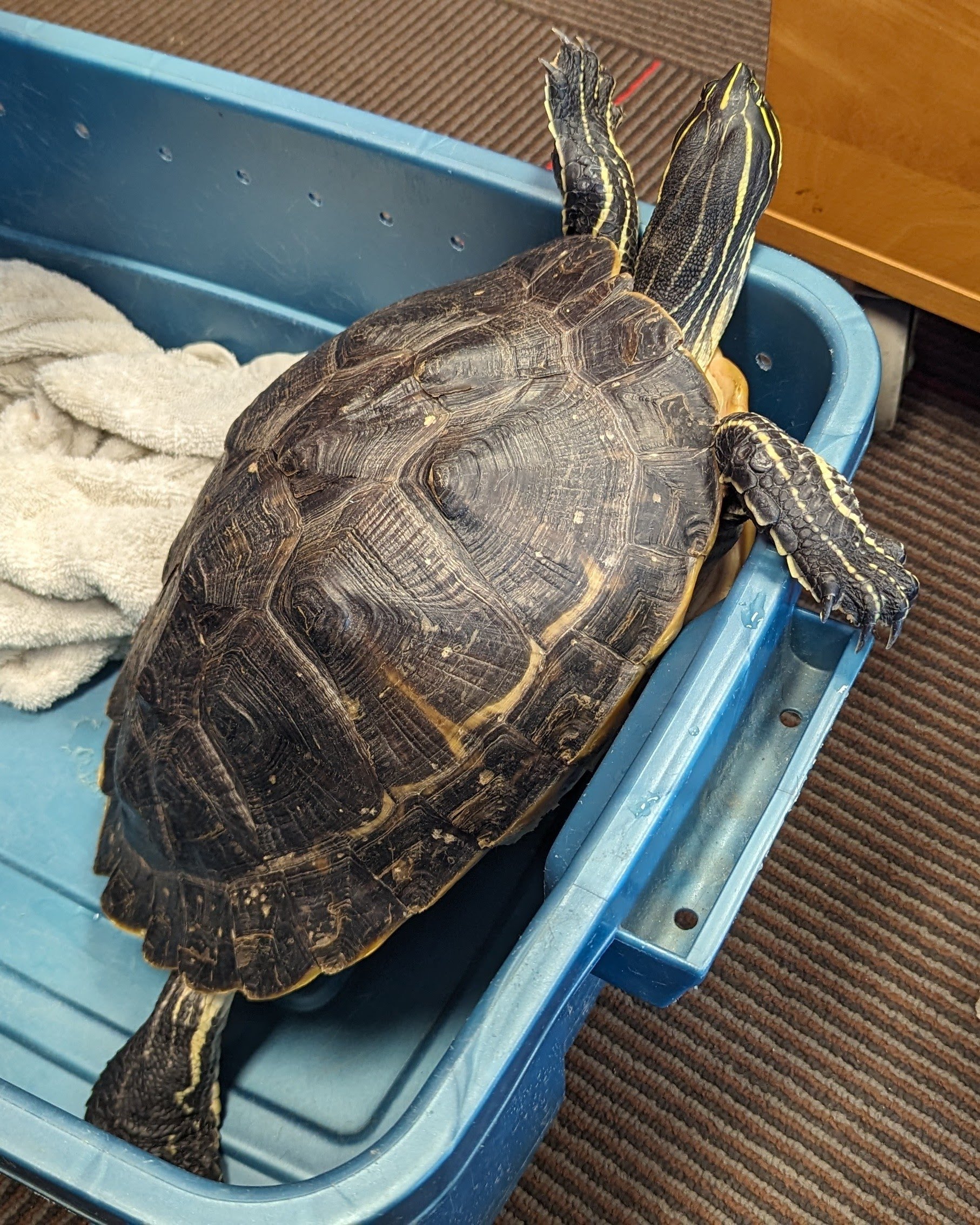 PXL_20240214_151817190.MP~2